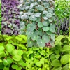 Future of Food Microgreens gallery