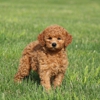 GlenEden Labradoodles gallery