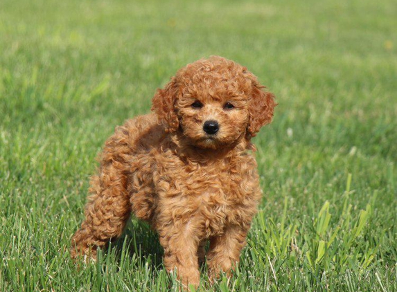 GlenEden Labradoodles - Berryville, VA