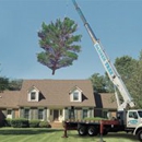 Hansen Tree - Tree Service