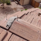 Arizona Pest Experts