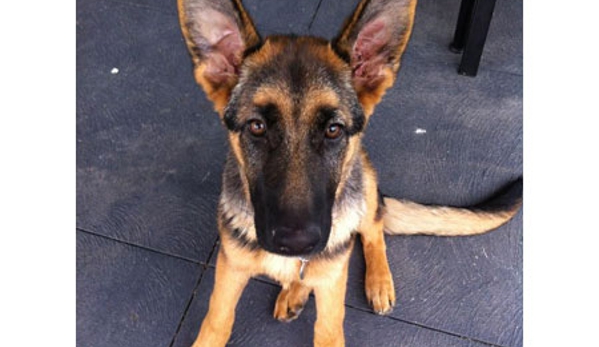 Petstock Vet Hospital - Altona North - Altona North, VIC