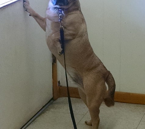 Kennel Comfort Pet Motel and Dog Training Tucson - Tucson, AZ