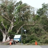 Blue Chip Tree Experts gallery
