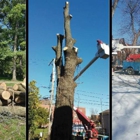 Meca Tree Service