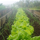 Roberts Ranch Hoophouses