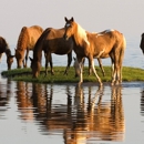 Chincoteague.com - Directory & Guide Advertising