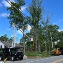 Yankee Tree Service - Tree Service