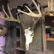 White bone taxidermy