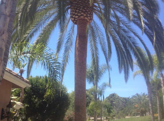 Cesareo Tree Service - Oceanside, CA