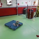 The Woof Lodge - Pet Services