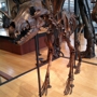Beneski Museum-Natural History