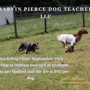 Marvin Pierce Dog Teacher