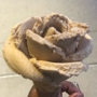 Amorino Gelato