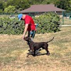 Dog Gone It K9