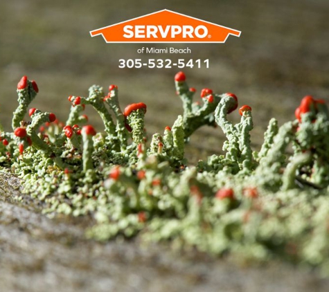 SERVPRO of Miami Beach - Miami Beach, FL