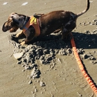 Coastal K9 Academy