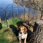 I Wuff You Dog Training and Coaching