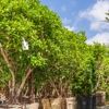 Moon Valley Nurseries gallery