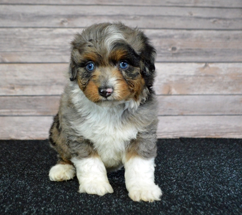 Central Illinois Puppyland - Arthur, IL