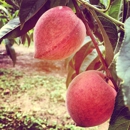 Chiles Peach Orchard - Orchards
