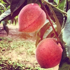 Chiles Peach Orchard