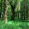 Hoh Rain Forest Visitor Center at Olympic National Park gallery