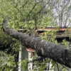 Brunoni's Tree Service gallery