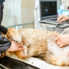 Progressive Pet Hospital gallery
