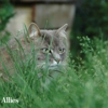 Alley Cat Allies gallery