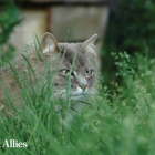 Alley Cat Allies