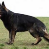 German Shepherd Breeder gallery