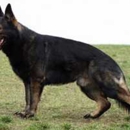 German Shepherd Breeder - Pet Breeders