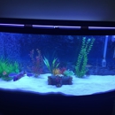 Ray Aqua Scaping - Aquariums & Aquarium Supplies-Leasing & Maintenance