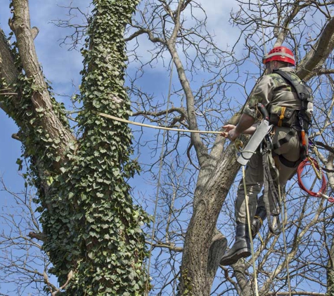All Tree Services Aust. - Andergrove, QLD