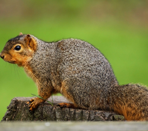 Northern Colorado Pest and Wildlife Control - Greeley, CO