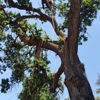 Sequoias Tree Service gallery