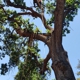 Sequoias Tree Service