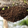 AA-Beekeeper | Live Bee Removal gallery