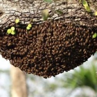 AA-Beekeeper | Live Bee Removal