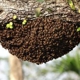 AA-Beekeeper | Live Bee Removal