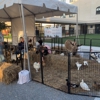 Miami Ponies Rental & Petting Zoo gallery