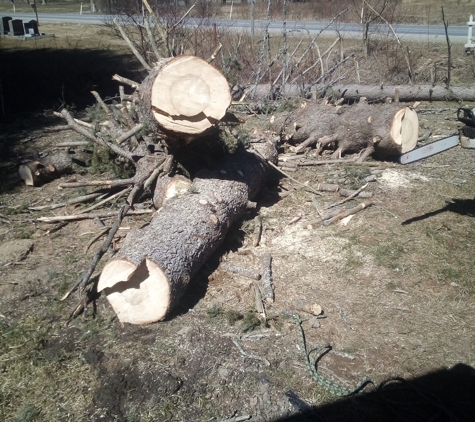 Davis Tree Services. Tree we cut