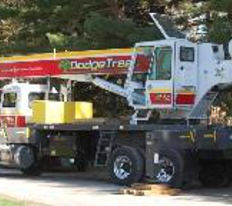 Dodge Tree Service - South Hamilton, MA