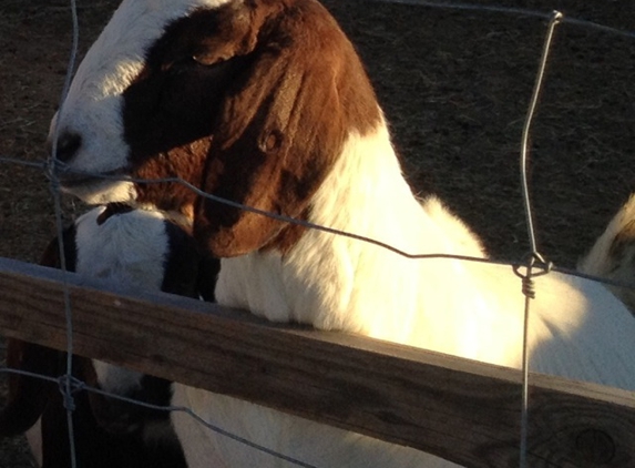 Shiekhs's Stock Yard - Littlerock, CA