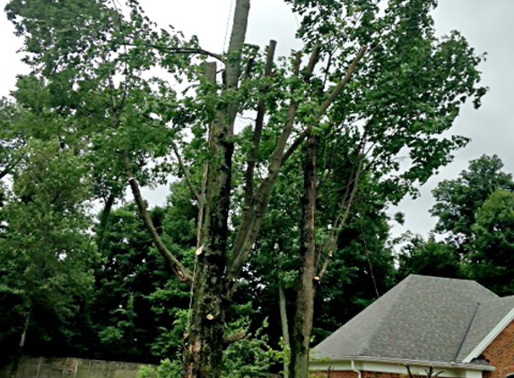 R M Tree & Stump Removal - Louisville, KY