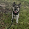 Dog Training Elite West Houston gallery
