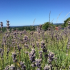 Mountainside Lavender Farm