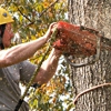 Larry's Tree Care gallery