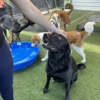 Quinntastic Dog Training gallery
